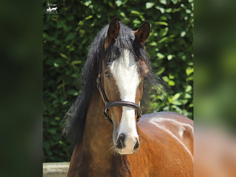 KWPN Gelding 4 years 15,3 hh Brown in Kamnik