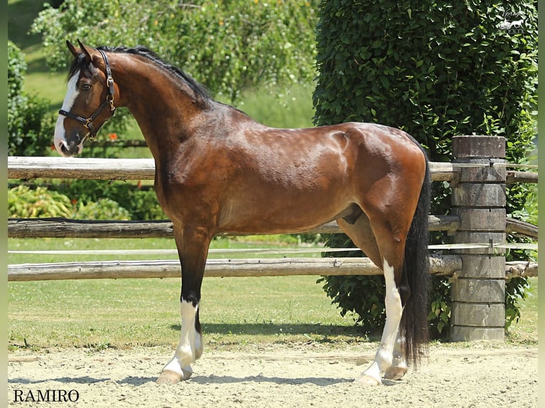 KWPN Gelding 4 years 15,3 hh Brown in Kamnik