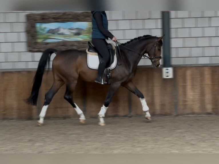 KWPN Gelding 4 years 16,1 hh Bay-Dark in Oud Gastel