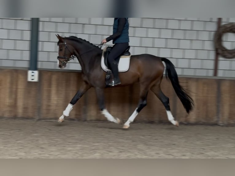 KWPN Gelding 4 years 16,1 hh Bay-Dark in Oud Gastel
