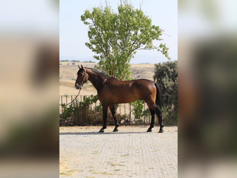 KWPN Gelding 4 years 16.1 hh Bay-Dark in Madrid