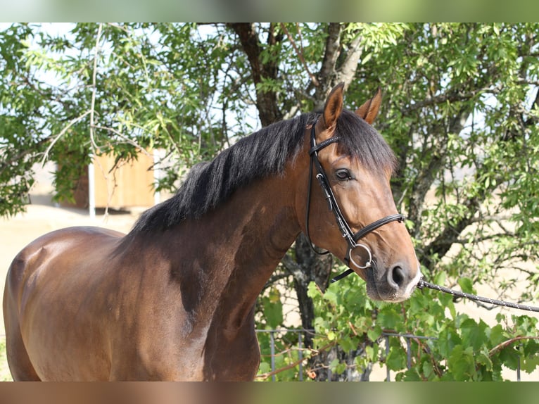 KWPN Gelding 4 years 16.1 hh Bay-Dark in Madrid