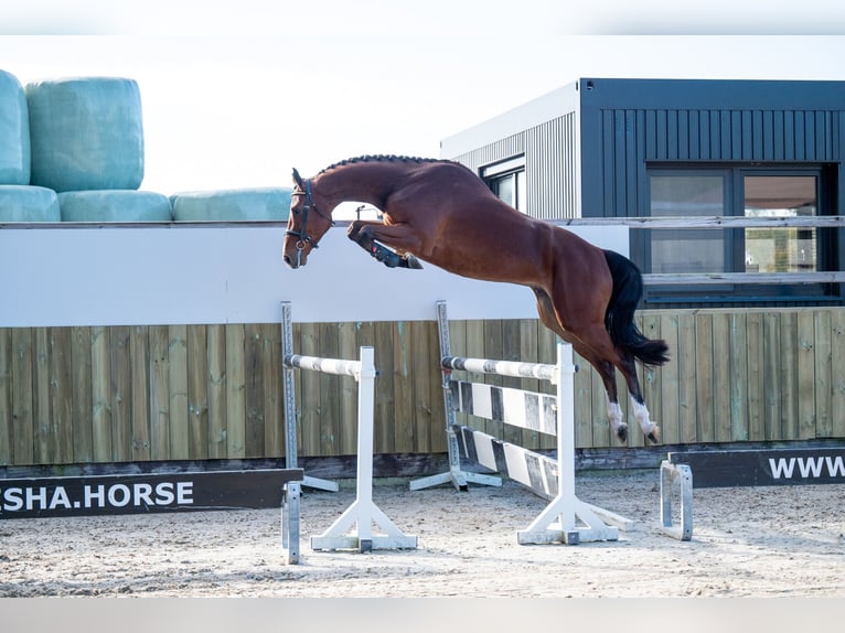 KWPN Gelding 4 years 16,1 hh Bay-Dark in GROTE-BROGEL