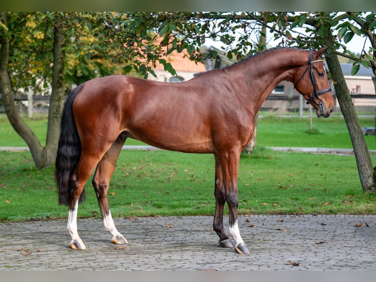 KWPN Gelding 4 years 16,1 hh Bay-Dark in GROTE-BROGEL