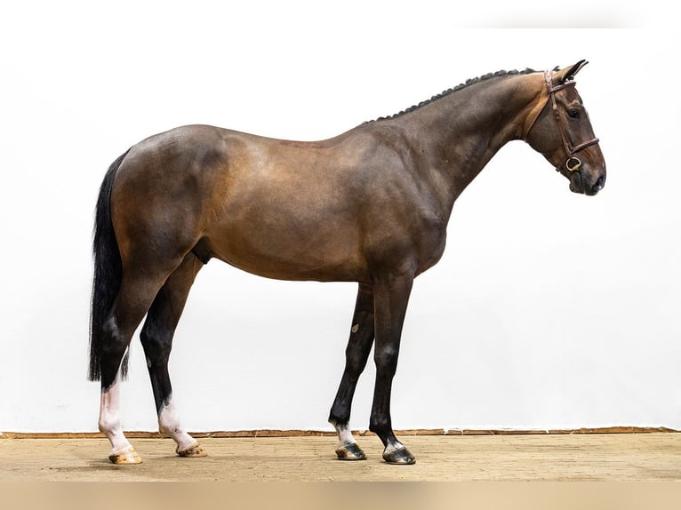 KWPN Gelding 4 years 16.1 hh Bay-Dark in Waddinxveen
