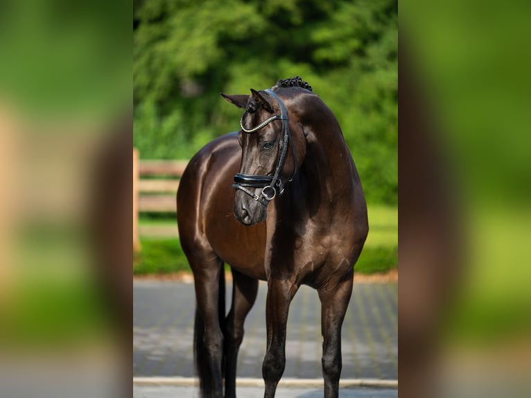 KWPN Gelding 4 years 16.1 hh Black in Mol