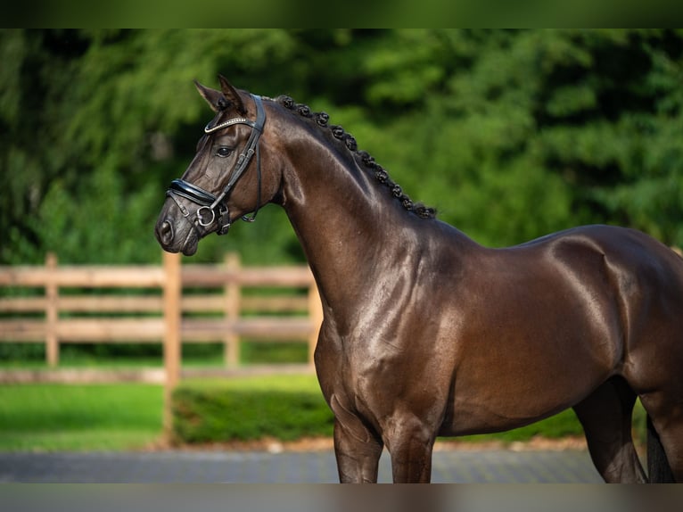 KWPN Gelding 4 years 16.1 hh Black in Mol