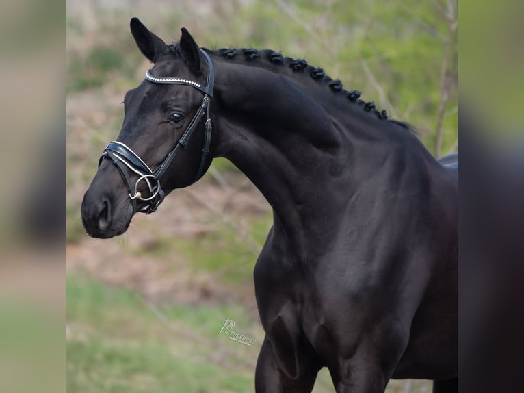 KWPN Gelding 4 years 16.1 hh Black in Peer