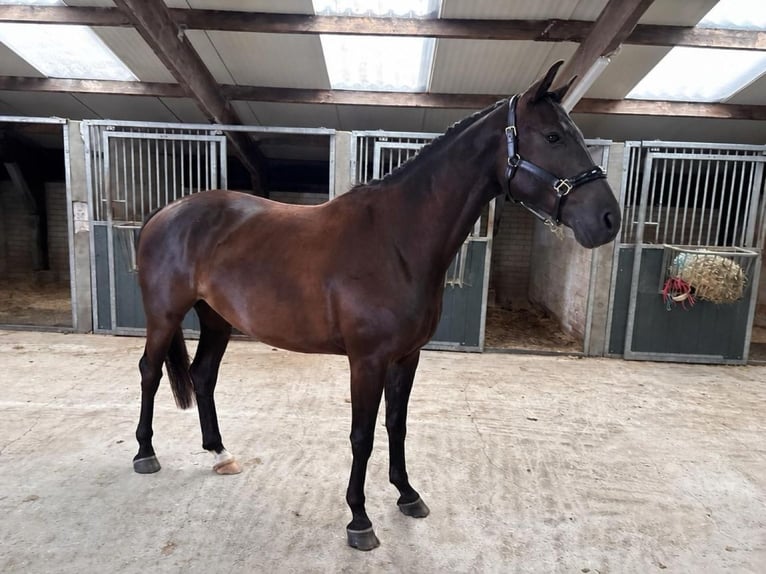 KWPN Gelding 4 years 16.1 hh Black in Bunschoten-Spakenburg