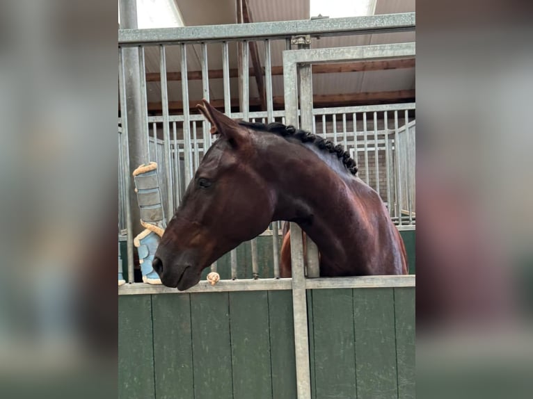 KWPN Gelding 4 years 16.1 hh Black in Bunschoten-Spakenburg
