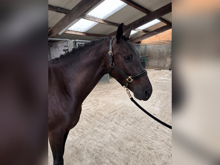 KWPN Gelding 4 years 16.1 hh Black in Bunschoten-Spakenburg