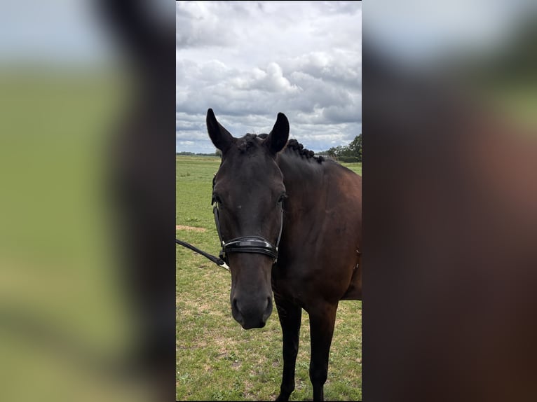 KWPN Gelding 4 years 16.1 hh Black in Bunschoten-Spakenburg