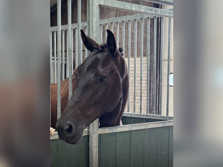 KWPN Gelding 4 years 16.1 hh Black in Bunschoten-Spakenburg
