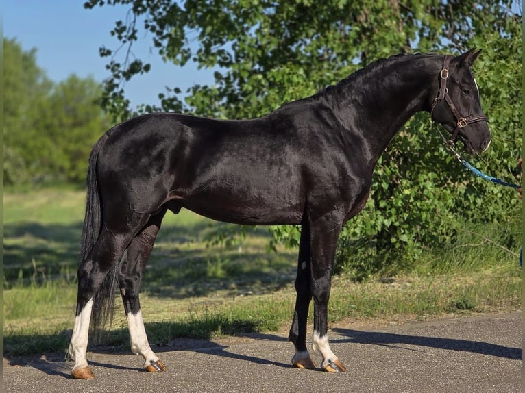 KWPN Gelding 4 years 16.1 hh Black in Lajosmizse