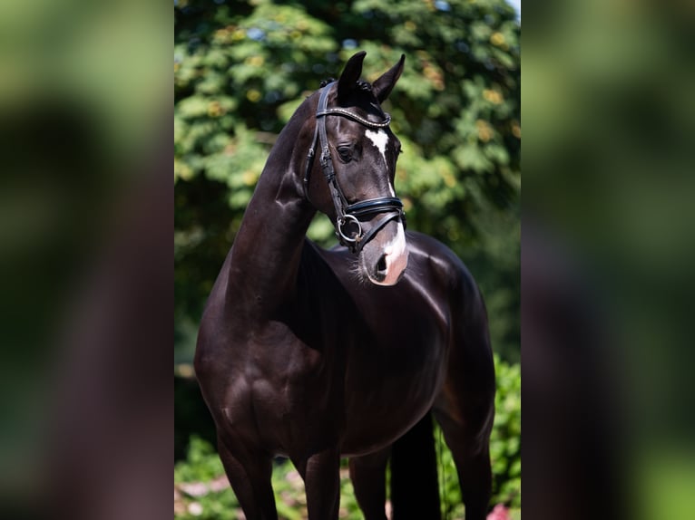 KWPN Gelding 4 years 16,1 hh Black in Weert