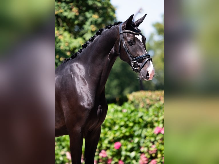 KWPN Gelding 4 years 16,1 hh Black in Weert