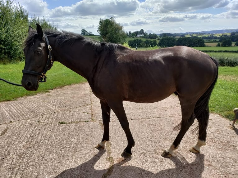 KWPN Gelding 4 years 16,1 hh Black in Monmouthsire