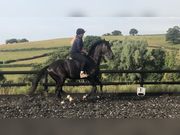 KWPN Gelding 4 years 16,1 hh Black in Monmouthsire