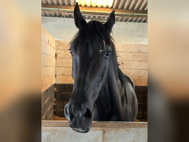 KWPN Gelding 4 years 16,1 hh Black in Monmouthsire