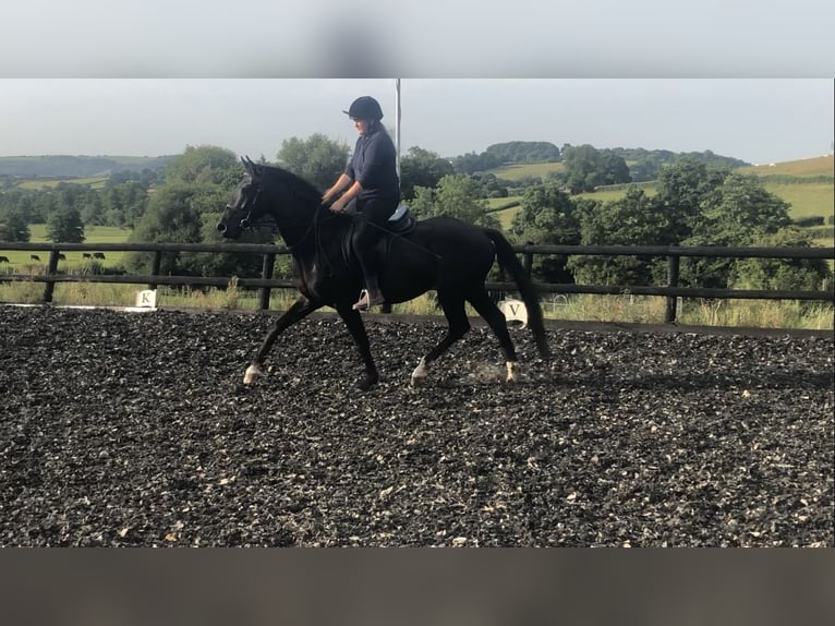 KWPN Gelding 4 years 16,1 hh Black in Monmouthsire