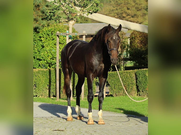 KWPN Gelding 4 years 16.1 hh Brown in Kamnik