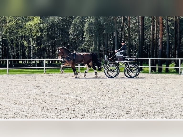 KWPN Gelding 4 years 16,1 hh Brown in Łąck