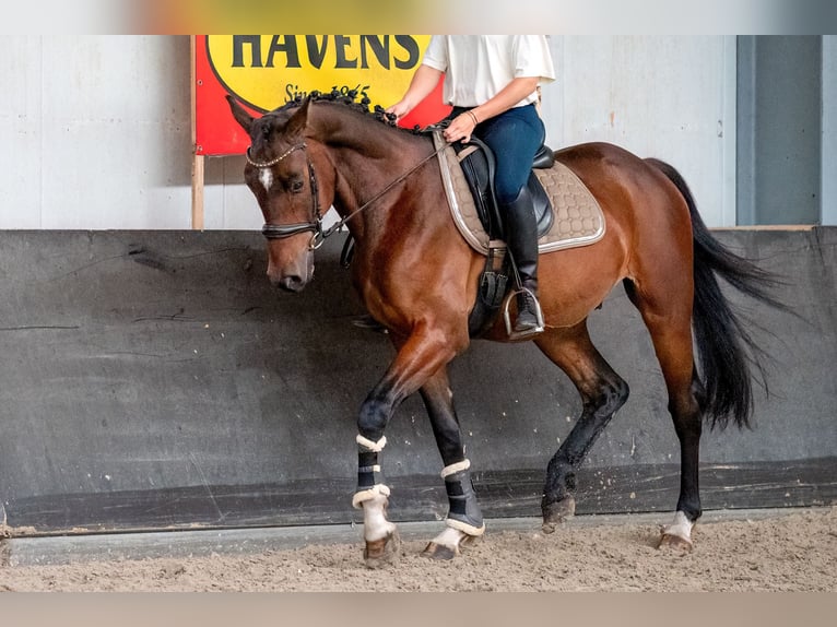 KWPN Gelding 4 years 16.1 hh Brown in Kaldenkirchen