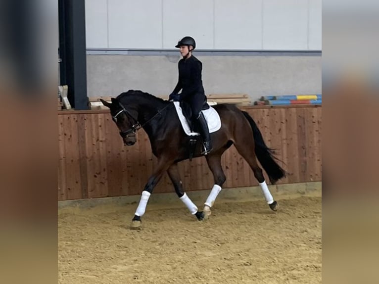 KWPN Gelding 4 years 16,1 hh Brown in Stadtlohn