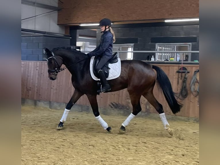 KWPN Gelding 4 years 16,1 hh Brown in Stadtlohn