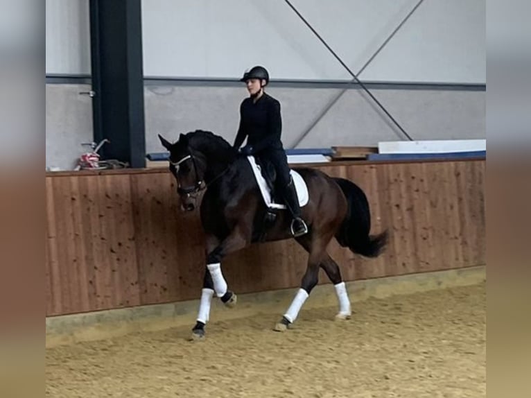 KWPN Gelding 4 years 16,1 hh Brown in Stadtlohn