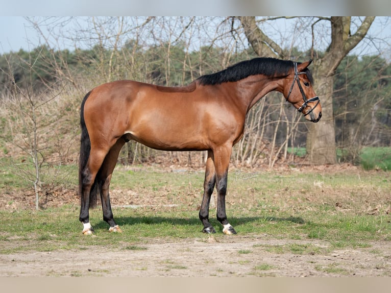 KWPN Gelding 4 years 16.1 hh Brown in Peer