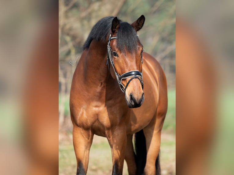 KWPN Gelding 4 years 16.1 hh Brown in Peer