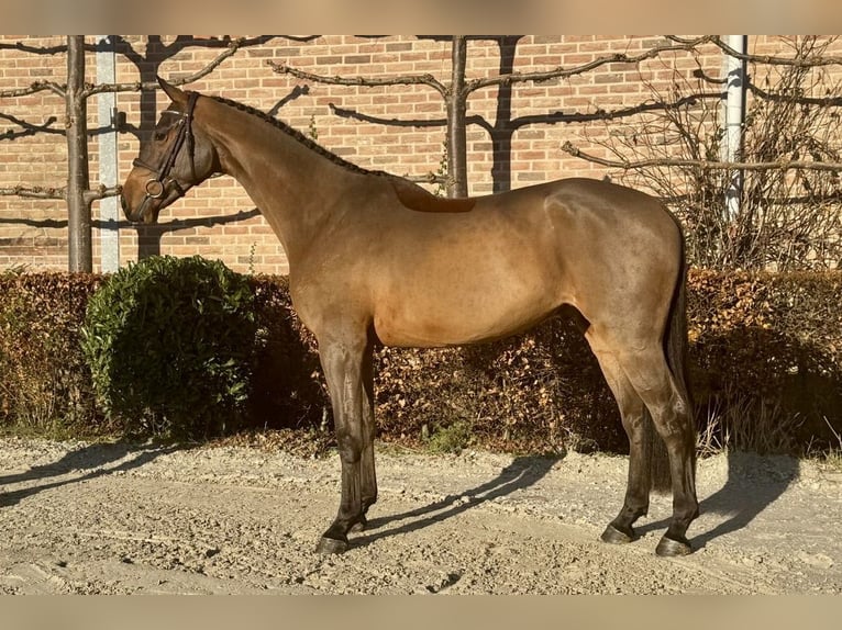 KWPN Gelding 4 years 16,1 hh Brown in Bladel