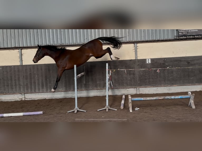 KWPN Gelding 4 years 16,1 hh Brown in Denekamp