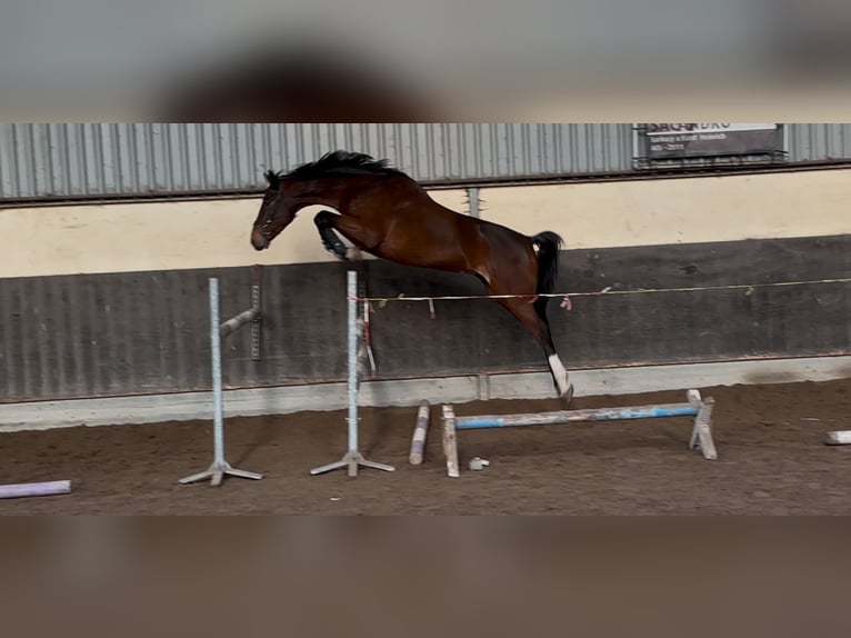 KWPN Gelding 4 years 16,1 hh Brown in Denekamp