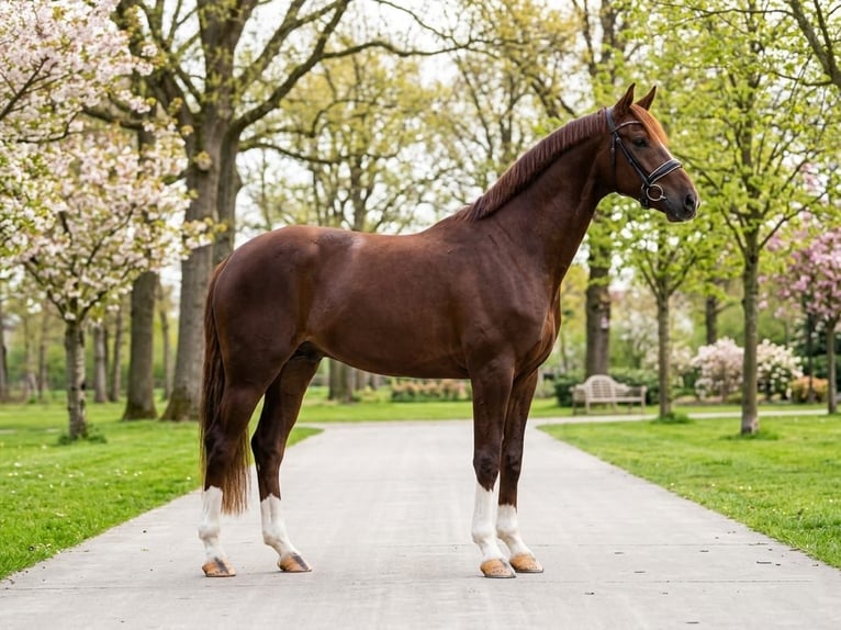 KWPN Gelding 4 years 16.1 hh Chestnut in Kecskemét