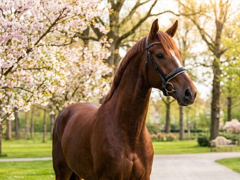 KWPN Gelding 4 years 16.1 hh Chestnut in Kecskemét