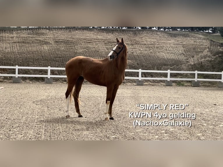 KWPN Gelding 4 years 16.1 hh Chestnut-Red in El Molar
