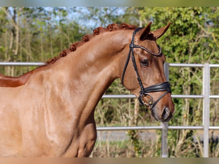 KWPN Gelding 4 years 16,1 hh Chestnut-Red in Lienen