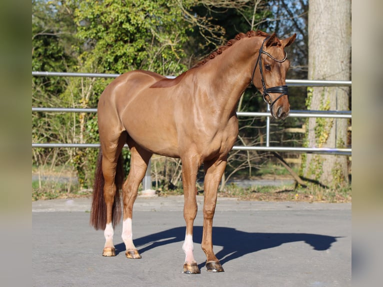 KWPN Gelding 4 years 16,1 hh Chestnut-Red in Lienen