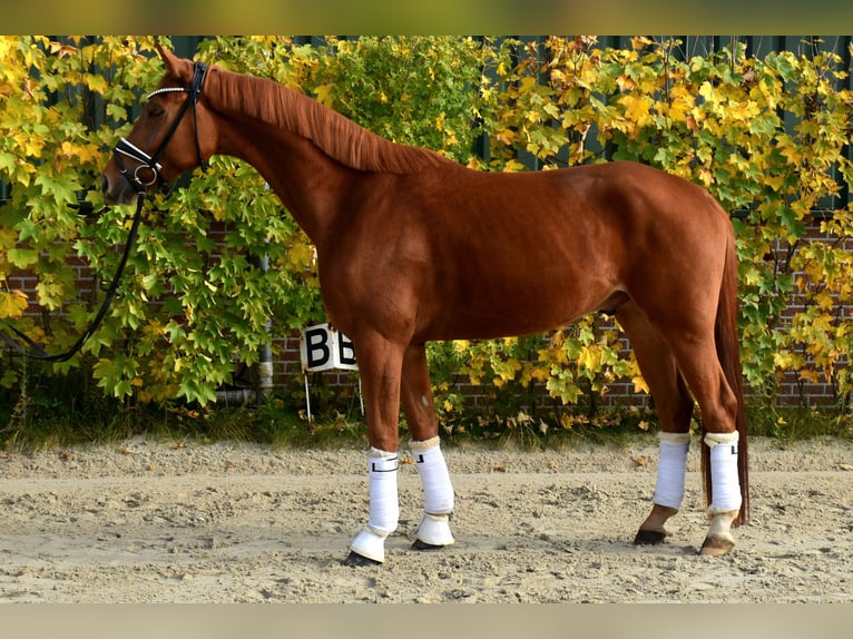 KWPN Gelding 4 years 16,1 hh Chestnut-Red in Neuss
