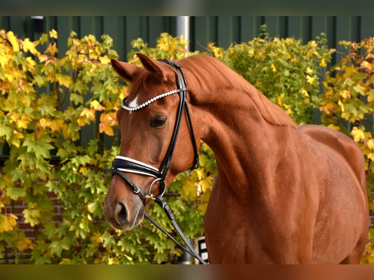 KWPN Gelding 4 years 16,1 hh Chestnut-Red in Neuss