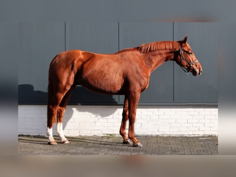 KWPN Gelding 4 years 16,1 hh Chestnut-Red in Mettmann