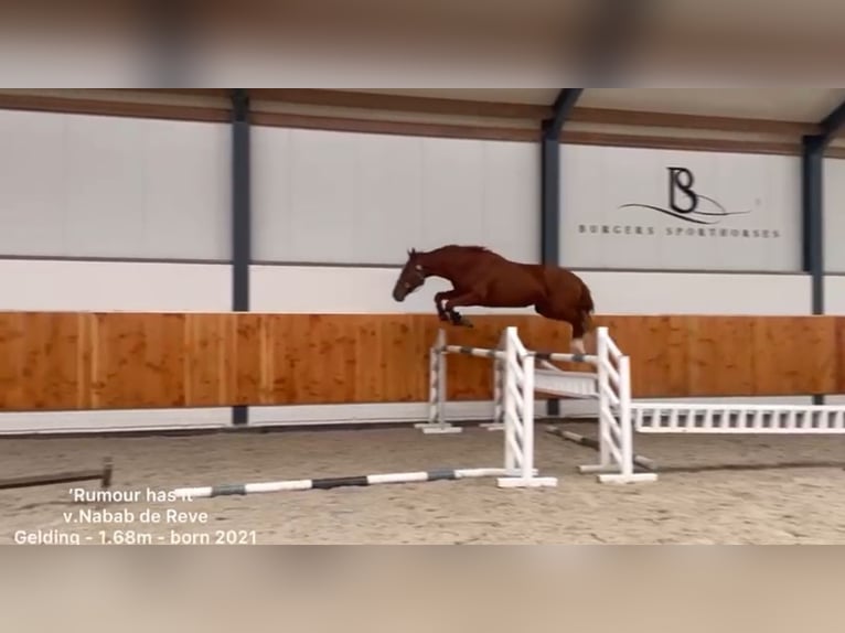 KWPN Gelding 4 years 16,1 hh Chestnut-Red in Mettmann