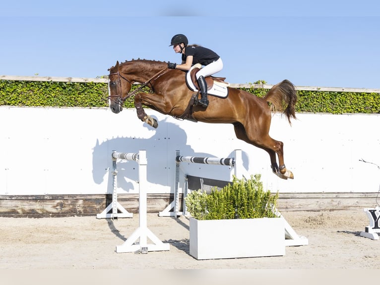 KWPN Gelding 4 years 16.1 hh Chestnut-Red in Waddinxveen