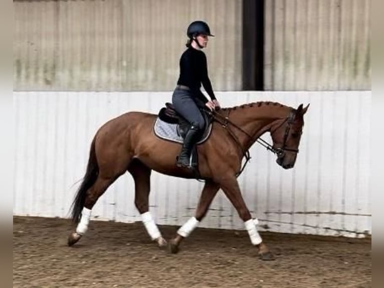 KWPN Gelding 4 years 16,1 hh Chestnut in Folkestone