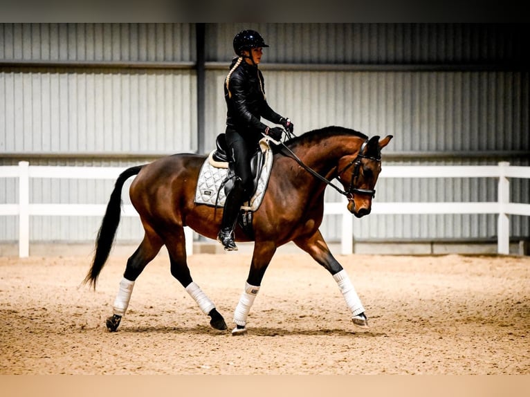 KWPN Gelding 4 years 16,1 hh in Riga