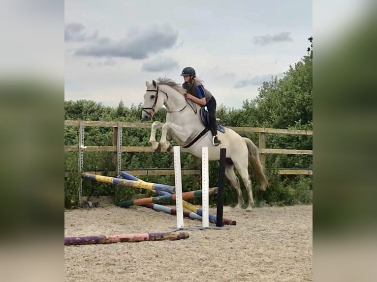 KWPN Gelding 4 years 16,1 hh Gray in Canterbury