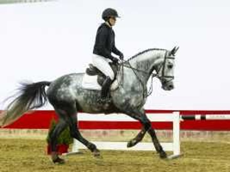 KWPN Gelding 4 years 16,1 hh Gray in Waddinxveen