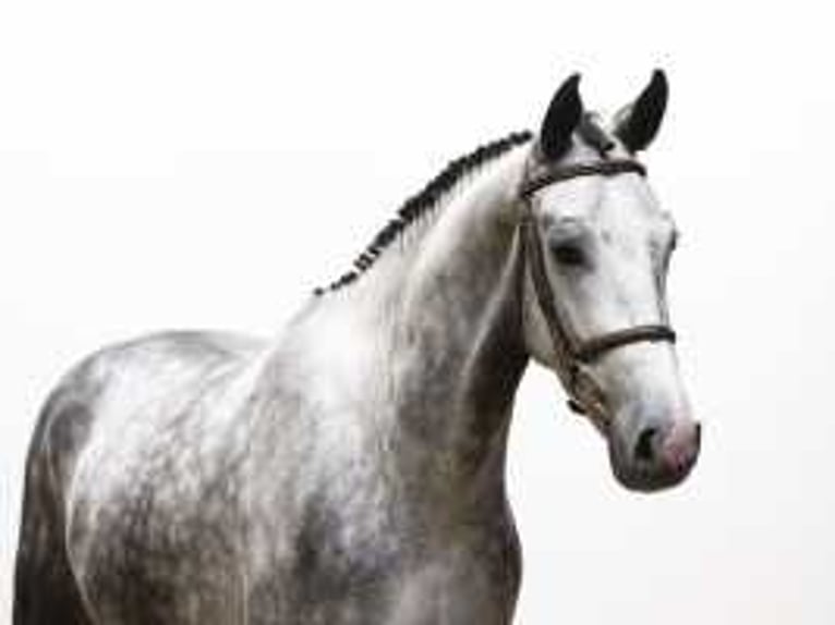 KWPN Gelding 4 years 16,1 hh Gray in Waddinxveen